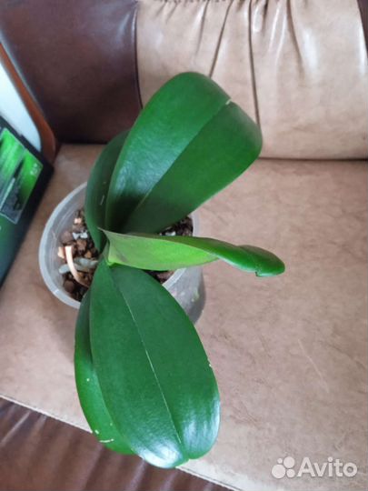 Орхидея фаленопсис OX Honey или Сорренто