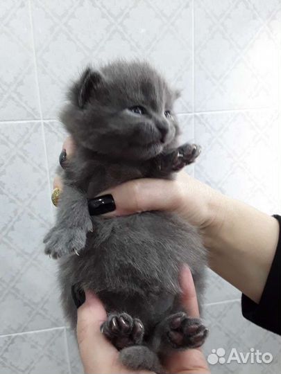 Британские котята