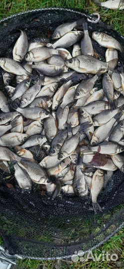 Живец карась