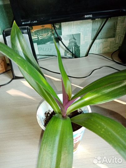 Австралийский Рео