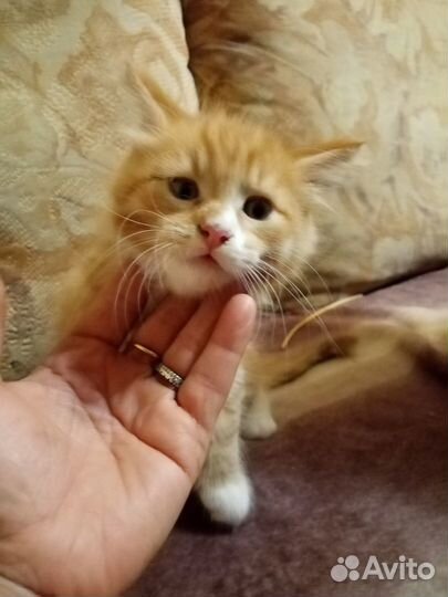Котята муйн кун