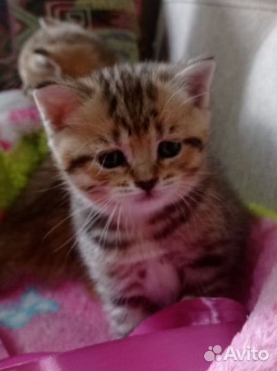 Шотландские котята