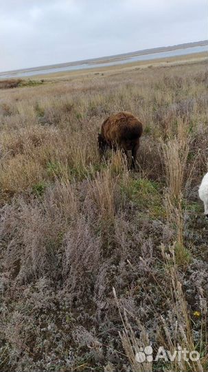 Бараны курдючные с овечками на разведение