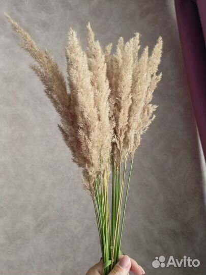Вейник сухоцвет, пампасная трава