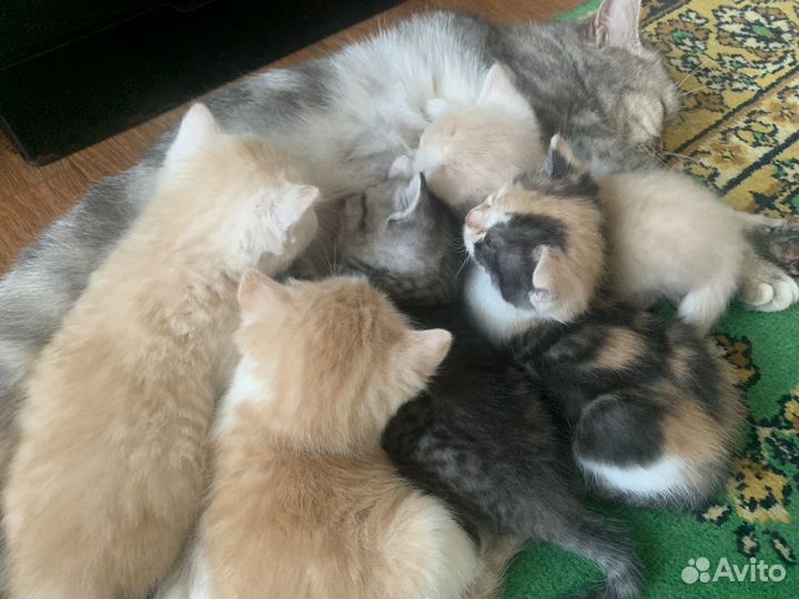 Британские котята