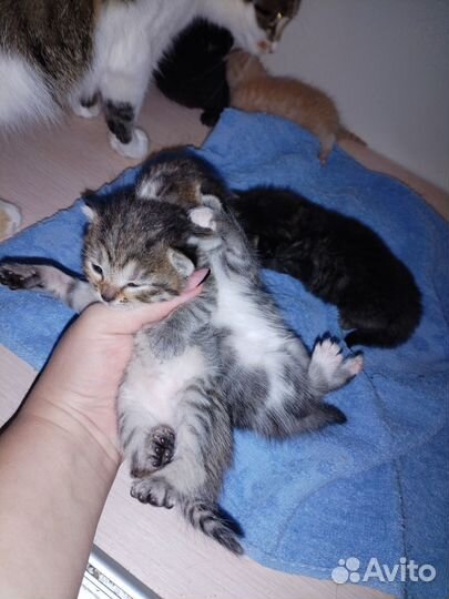 Котенок в дар