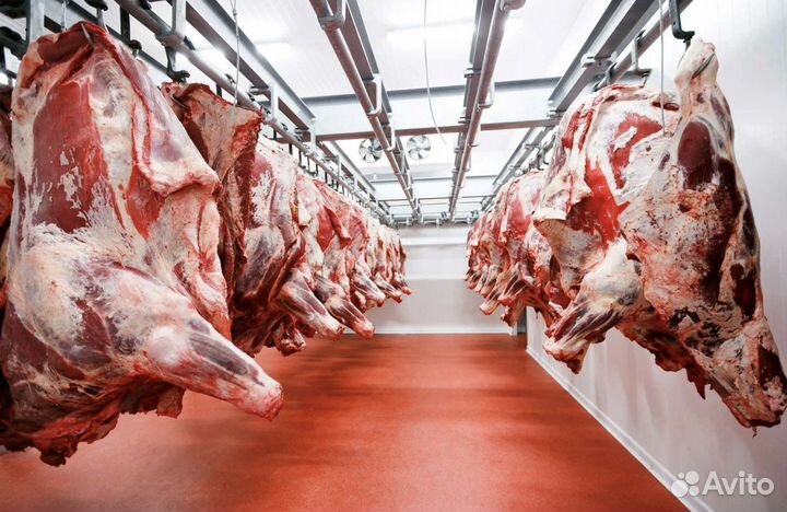 Мясо телятины
