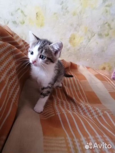 Отдам в добрые руки