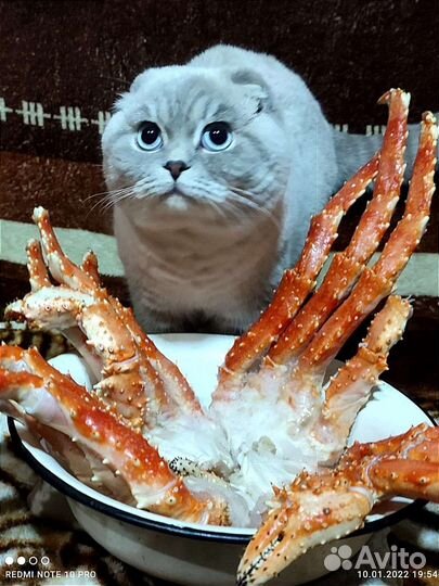 Шотландский Красавчик