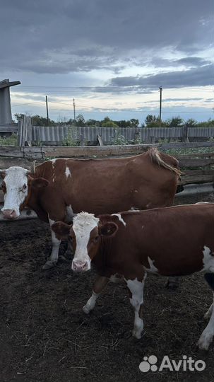 Коровы с телятами