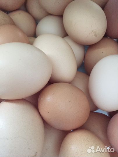 Яйца куриные, гусиные