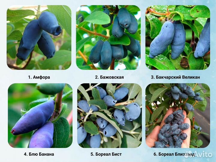 Саженцы жимолости, жимолость