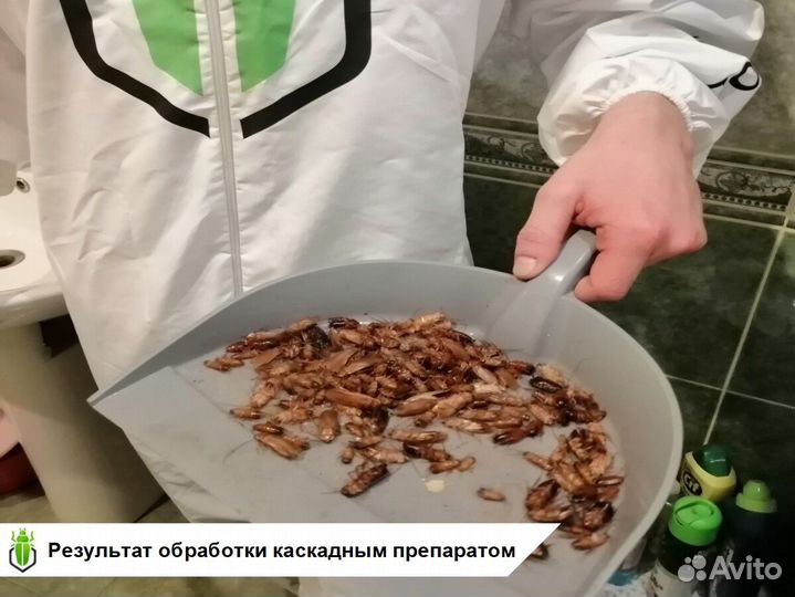 Дезинфекция и Дезинсекция от Честного Мастера