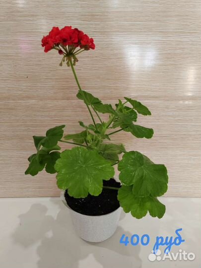 Герань пеларгония