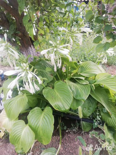 Хоста белая