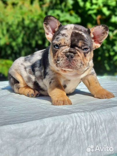 Французский бульдог щенки мерле