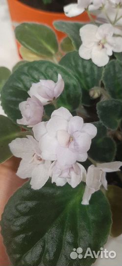 Листики фиалки