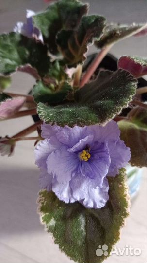 Сортовые фиалки