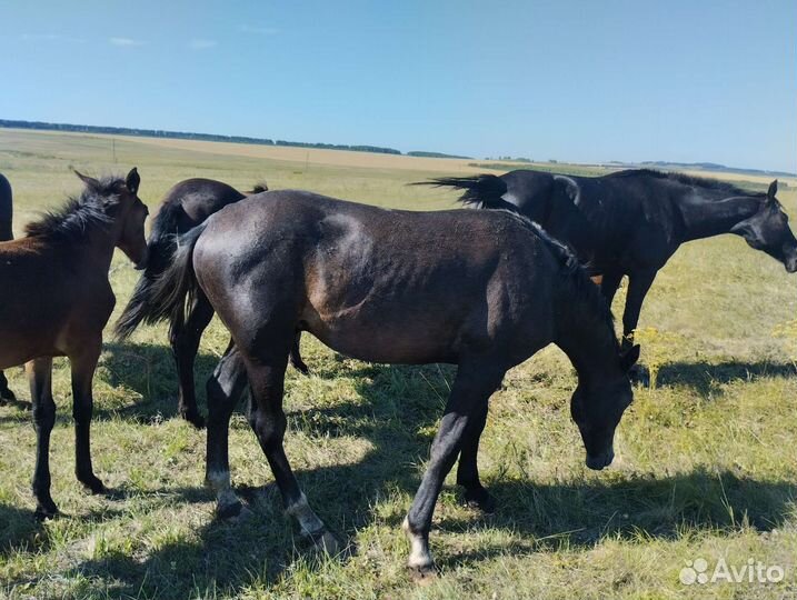 Кобыла 3 года