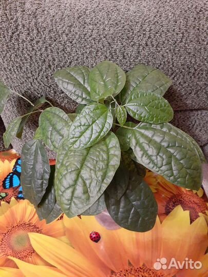 Клеродендрум Томпсона