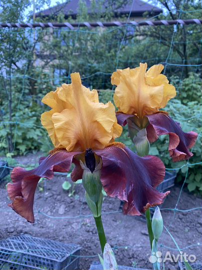 Ирис коллекционные