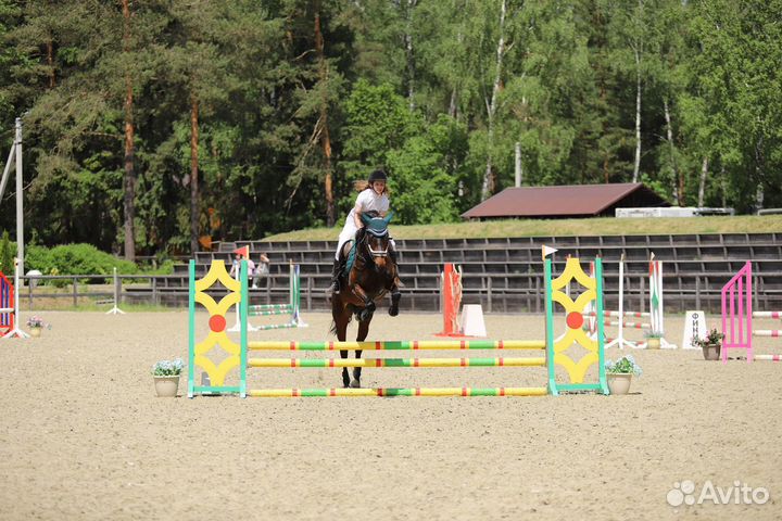 Кобыла в аренду мо