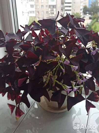 Кислица оксалис