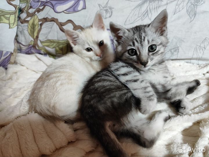 Котенок