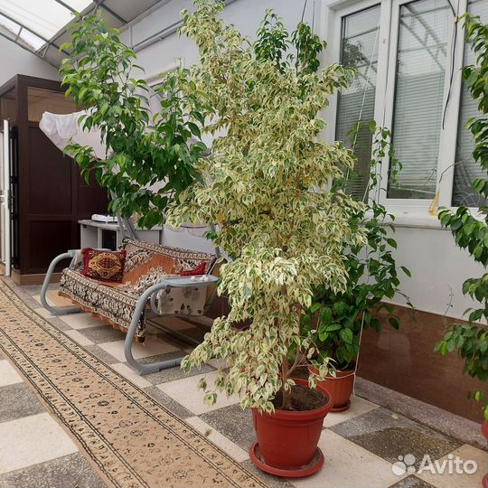 Комнатные цветы шефлера