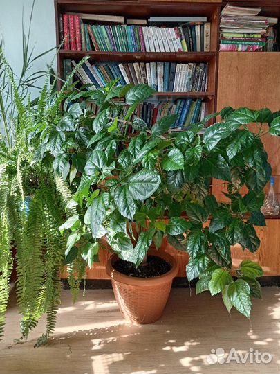 Китайская роза