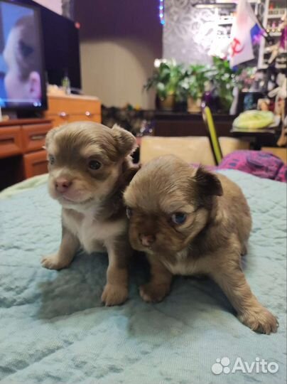 Щенки Чихуахуа
