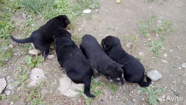 Щенки в добрые руки