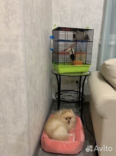 Передержка животных на время отпуска