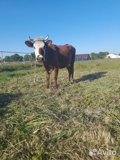 Продаётся корова