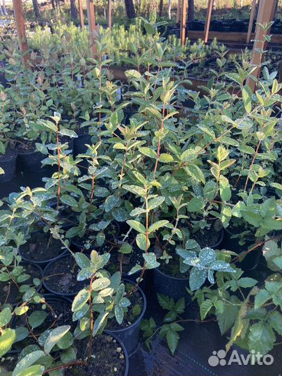 Саженцы жимолости