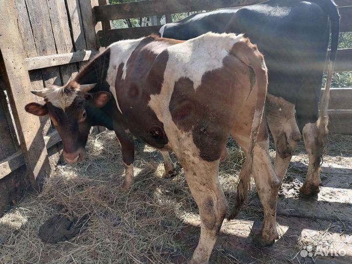 Бык 10 мес