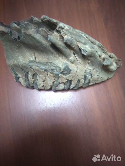 Зуб мамонта