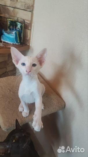 Ориентальная