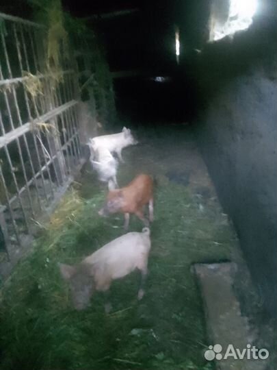 Поросенок ландрас