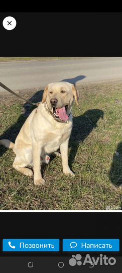 Кобель лабрадора вязка