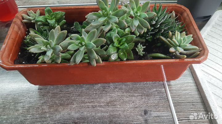 Суккуленты