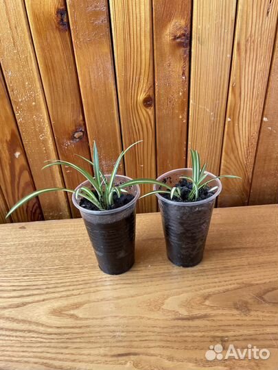 Хлорофитум