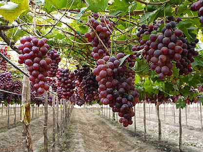 Саженцы неукрывной виноград Лепсна 5 литров