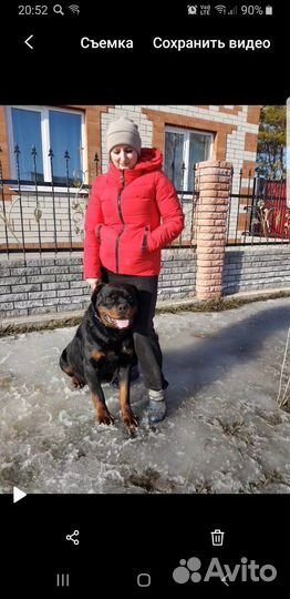 Ротвейлер жених