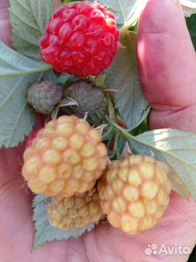 Саженцы ежевики красной