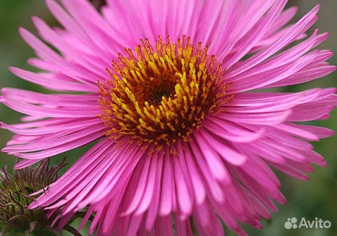 Астра кустарниковая Barrs Pink Саженцы, Рассада