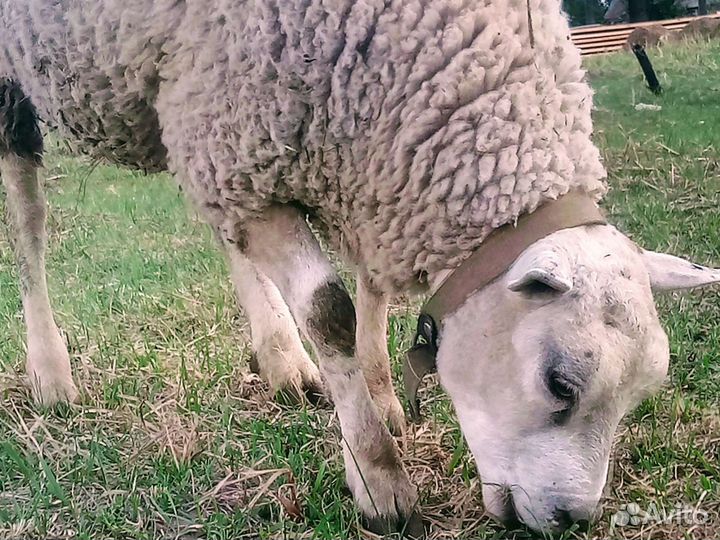 Бараны Овцы Ягнята Тексель Мясных пород овец