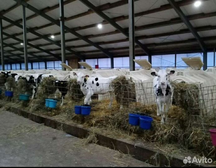 Бычки Тёлки