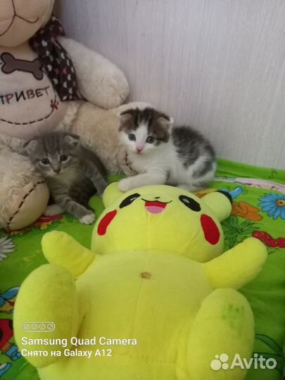 Котятки в добрые ручки,отдам