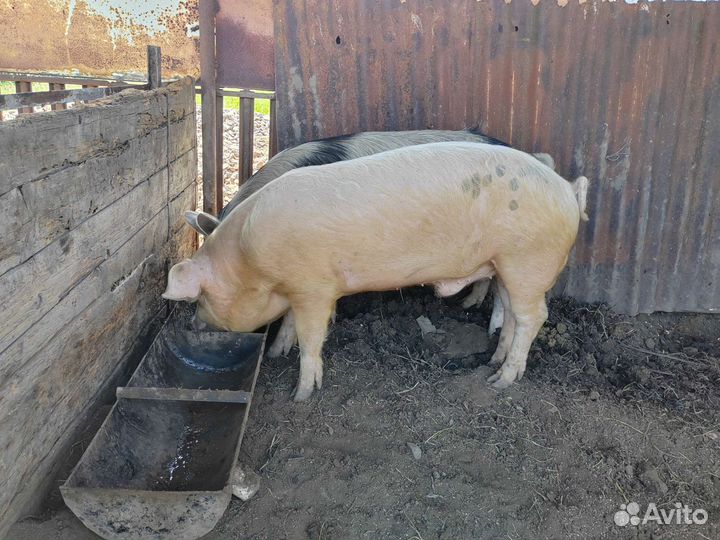 Хряк на племя